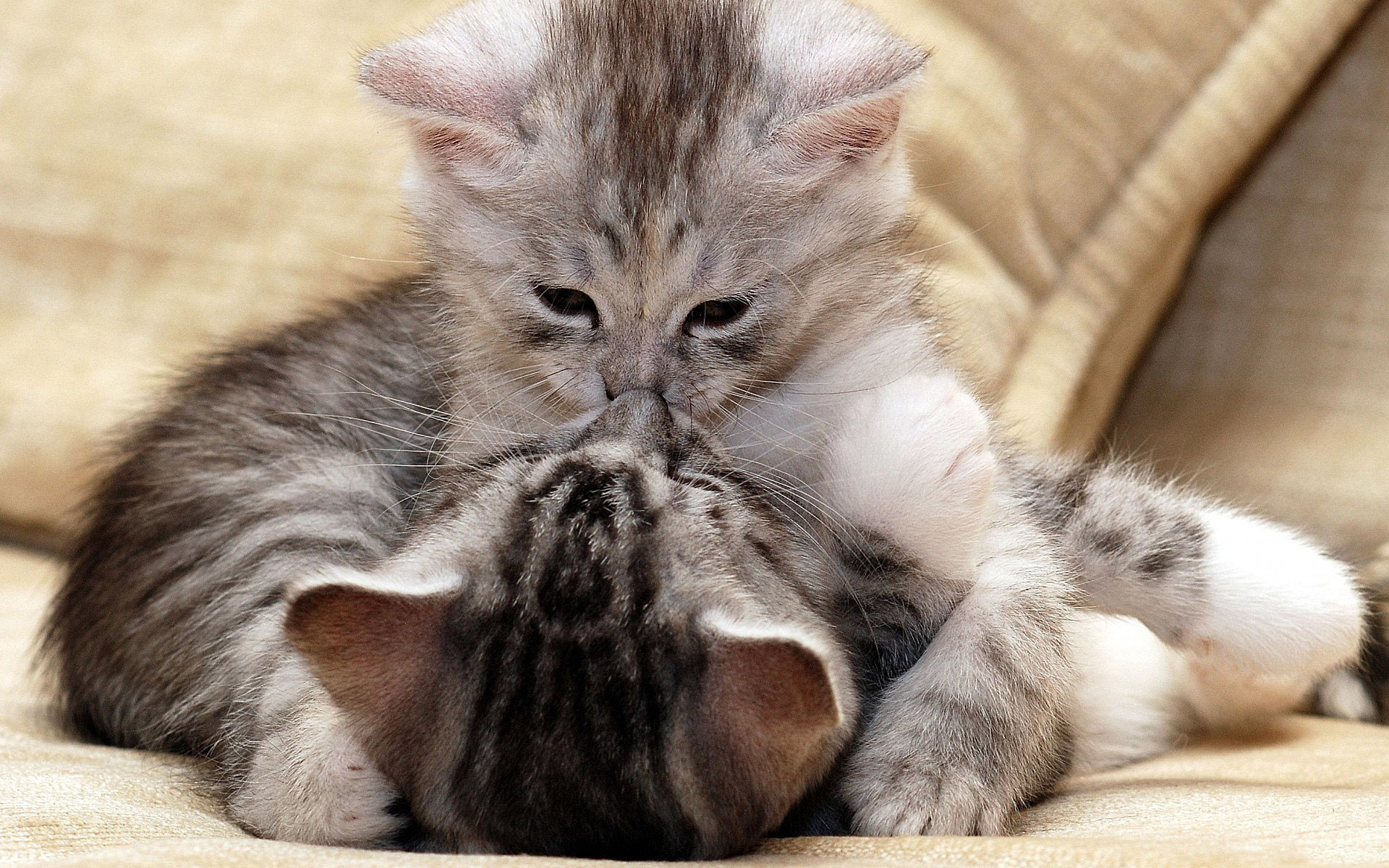 Cat Facts for Ailurophiles